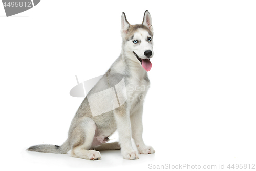 Image of Cute husky puppy dog