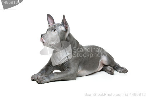 Image of Thai ridgeback puppy