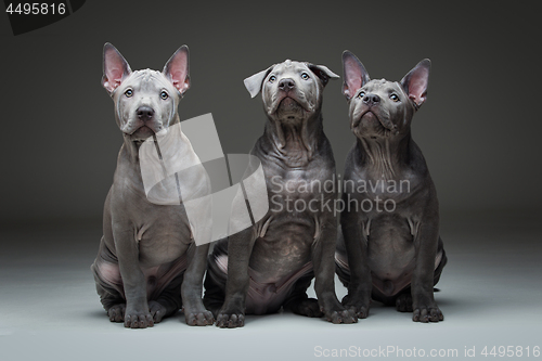 Image of Thai ridgeback puppies