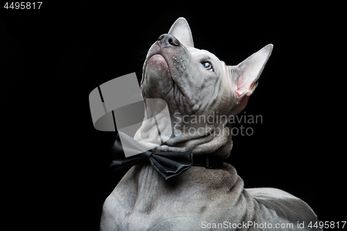 Image of Thai ridgeback puppy