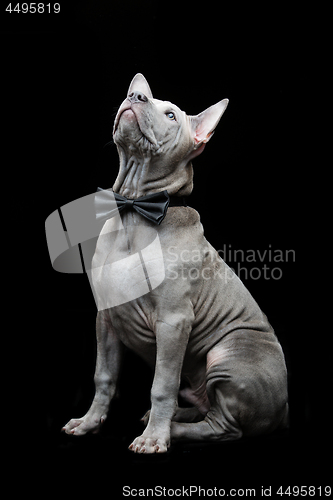 Image of Thai ridgeback puppy