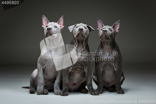 Image of Thai ridgeback puppies