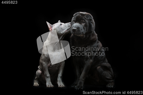 Image of Beautiful dogs kissing on black background 