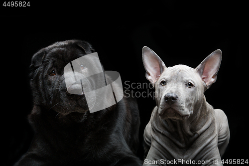 Image of Beautiful dogs on black background 