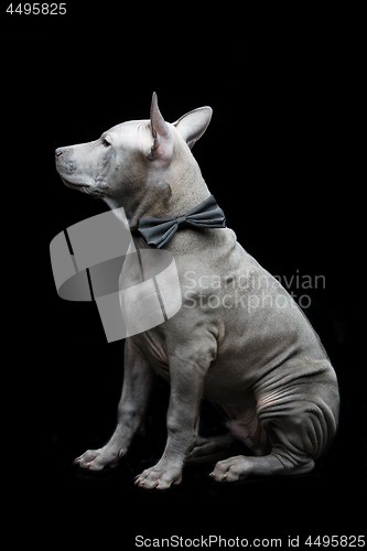 Image of Thai ridgeback puppy