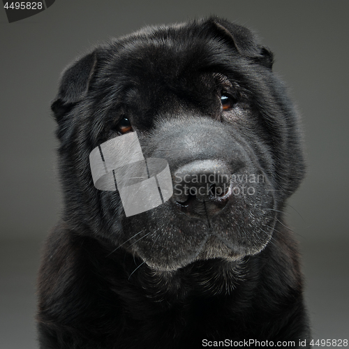 Image of Beautiful black shar pei dog over grey background 