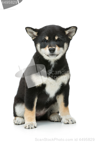 Image of Beautiful shiba inu puppy isolated on white