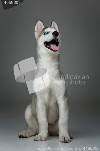 Image of Cute husky puppy dog