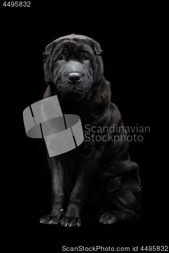 Image of Beautiful shar pei dog over black background 