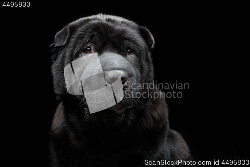 Image of Beautiful shar pei dog over black background 