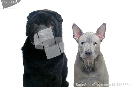 Image of Beautiful dogs isolated on white background 