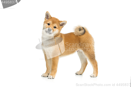 Image of Beautiful shiba inu puppy isolated on white