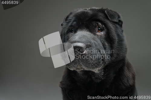 Image of Beautiful black shar pei dog over grey background 