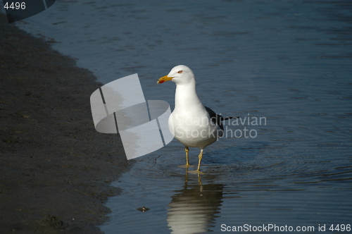 Image of Sea gull_20.04.2005