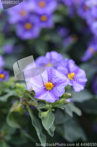 Image of Blue potato bush