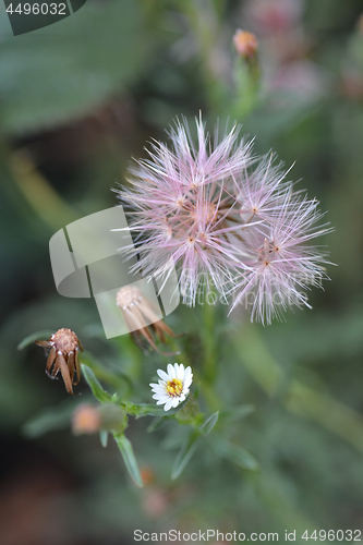 Image of South American white daisy