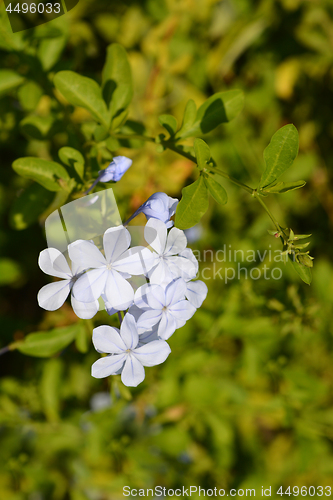 Image of Blue plumbago