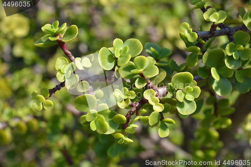 Image of Elephant bush