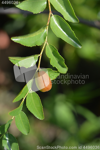 Image of Jujube