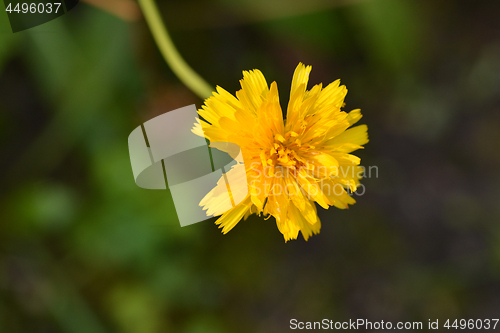 Image of Bulbous dandelion