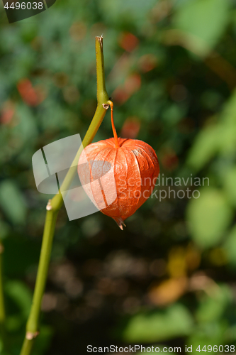 Image of Bladder cherry