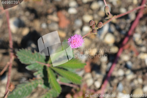 Image of Sensitive plant