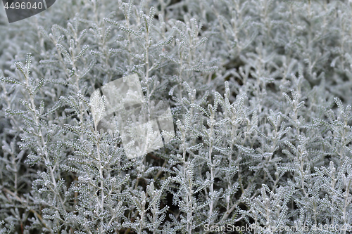 Image of Cypress lavender cotton