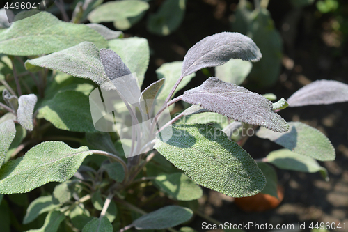 Image of Purple sage