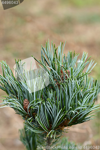 Image of Japanese white pine