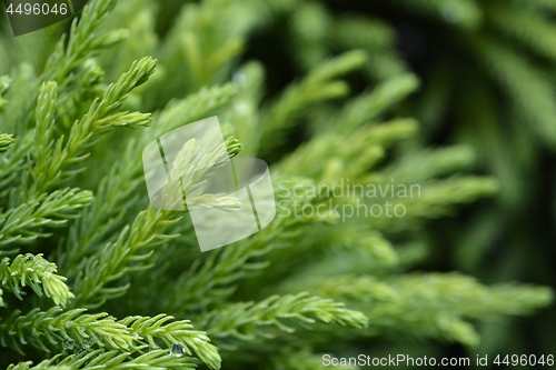 Image of Japanese cedar Globosa Nana