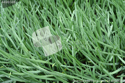 Image of Broad-leaved chives