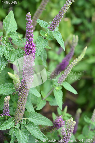 Image of Iranian wood sage