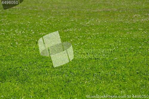 Image of Green grass