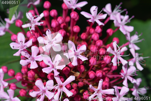 Image of Rose glorybower