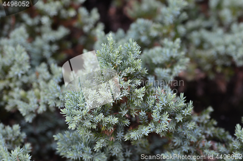 Image of Flaky Juniper