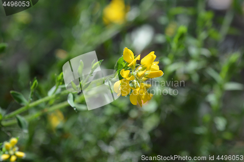 Image of Spanish Gorse