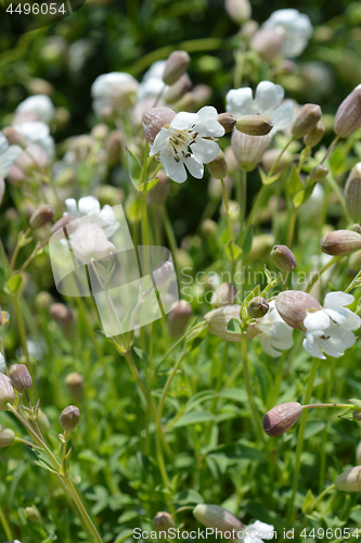 Image of Sea campion