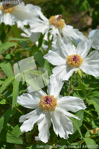 Image of Ostis Tree Peony