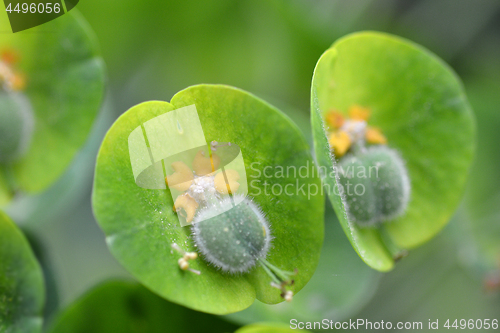 Image of Wulfens spurge