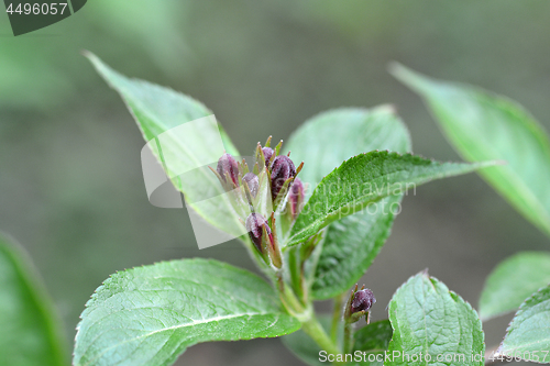 Image of Bristol Ruby Weigela