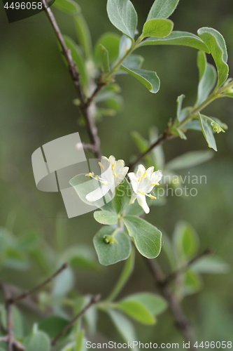 Image of Small-leaved honeysuckle