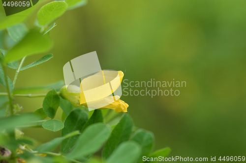 Image of Little-leaved pea shrub