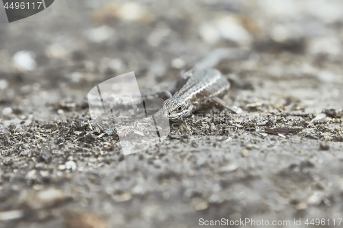 Image of Small Viviparous Lizard On The Blurred Natural Background