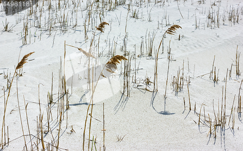 Image of Golden Reeds Closeup In White Sand Dunes