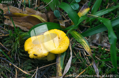 Image of Wild Edible Yellow Mushrooms In The Forest Close-up