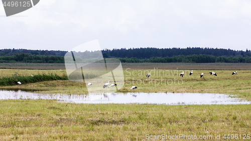 Image of Group of White Storks Around The Pond In The Field