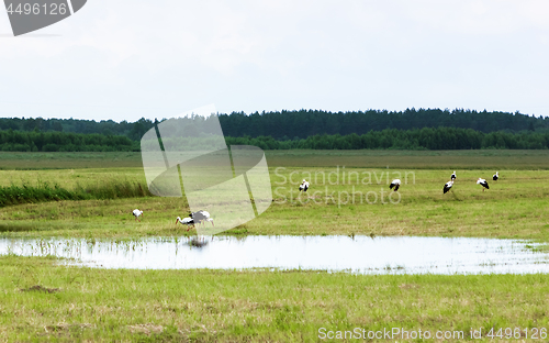 Image of White Storks Resting By The Water On A Field At Summer Day