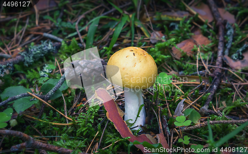 Image of Wild Edible Yellow Mushroom In The Forest Close-up