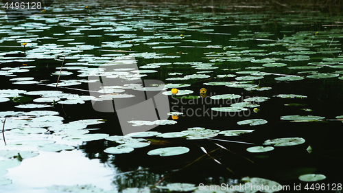 Image of Yellow Water-lily Flower And Leaves On The Water Surface