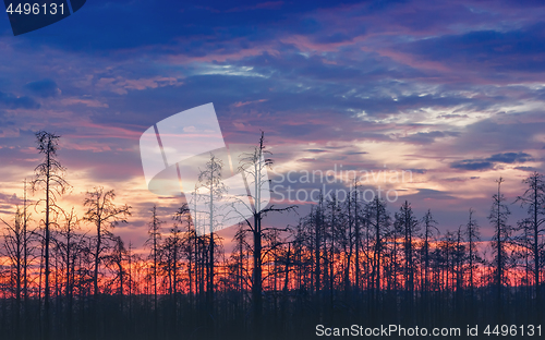 Image of Atmospheric Night Landscape With Deadwood At Sunset